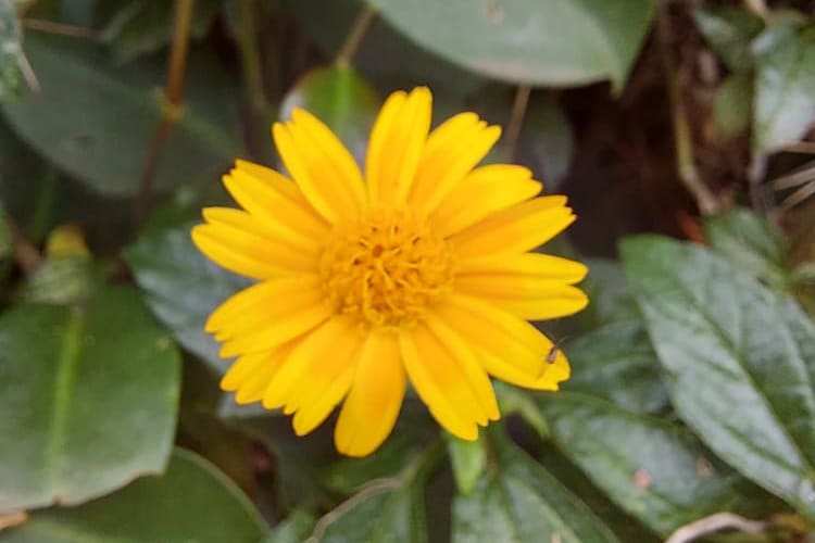 Portfolio for I will Write your #SOP