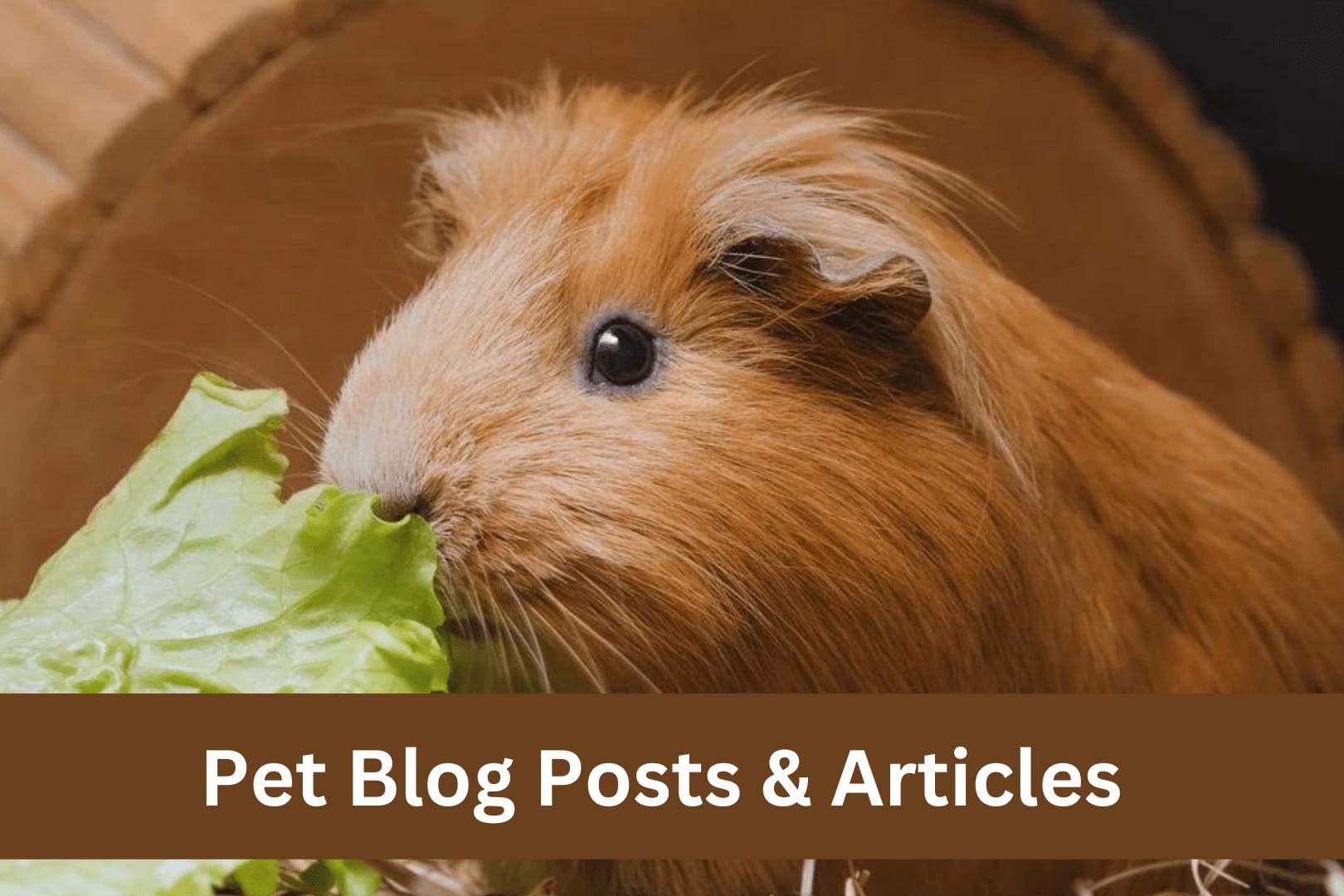 Portfolio for Pet Blog Posts and Articles