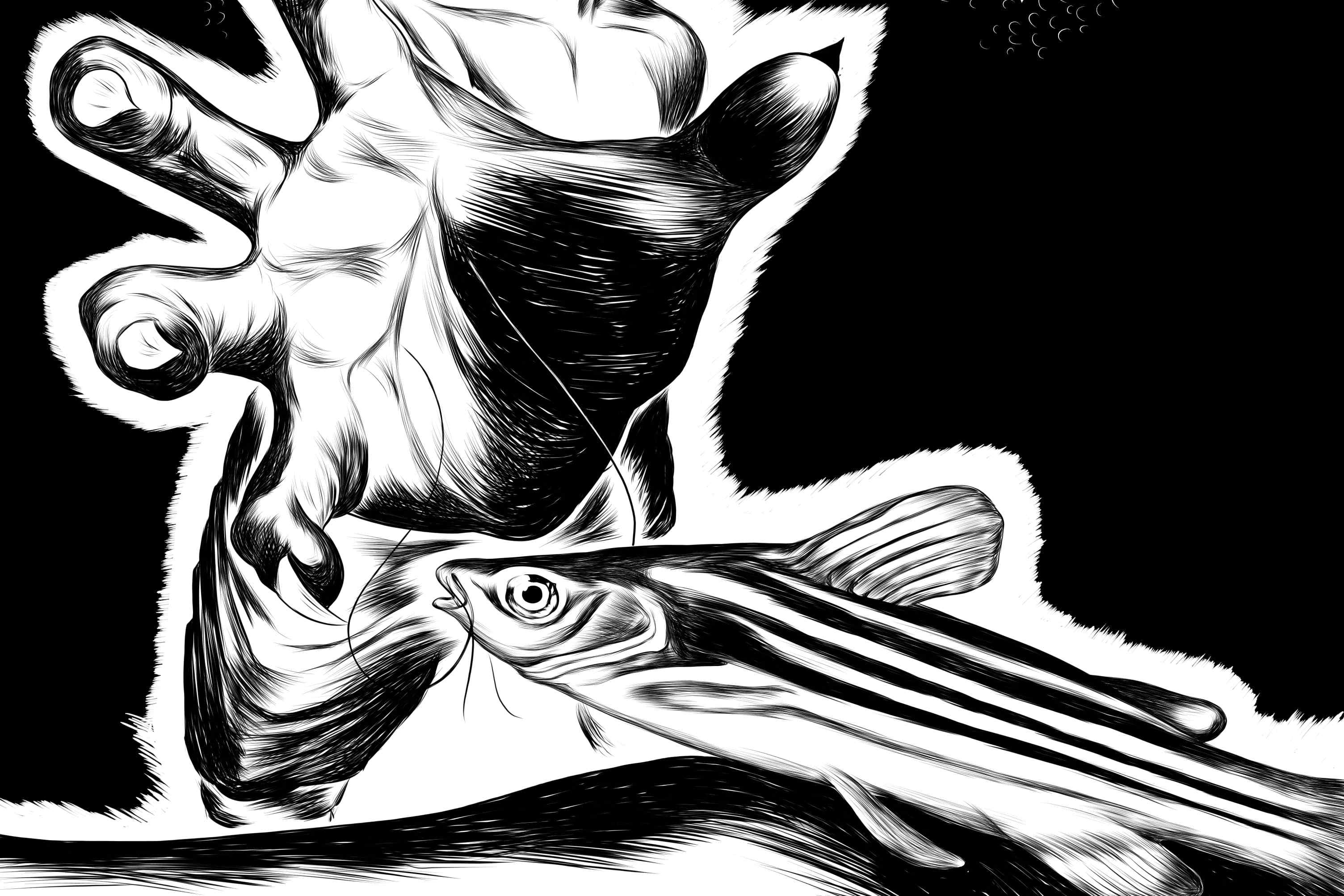 Portfolio for Illustrator
