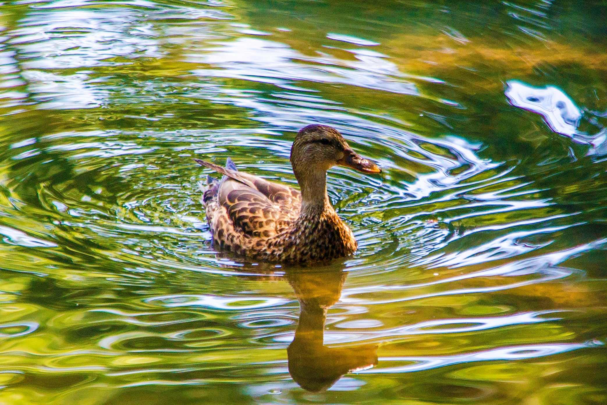 Portfolio for Photo Retouching