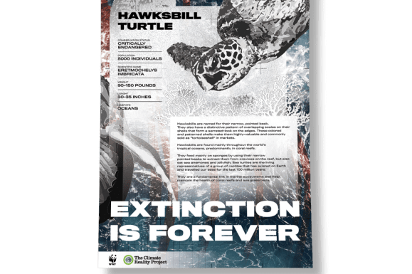 Portfolio for Impactful Poster Design