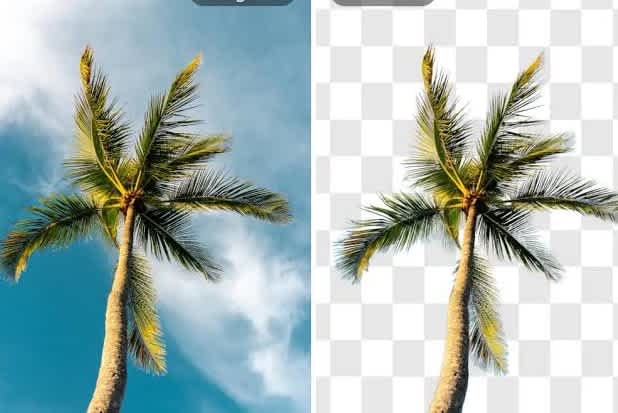 Portfolio for Background Removal