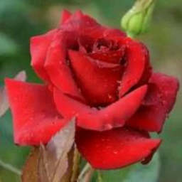 Muhammad Asif 93