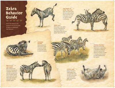 zebra behaviour final.pdf