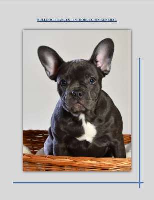 Bull dog inroduccion.pdf