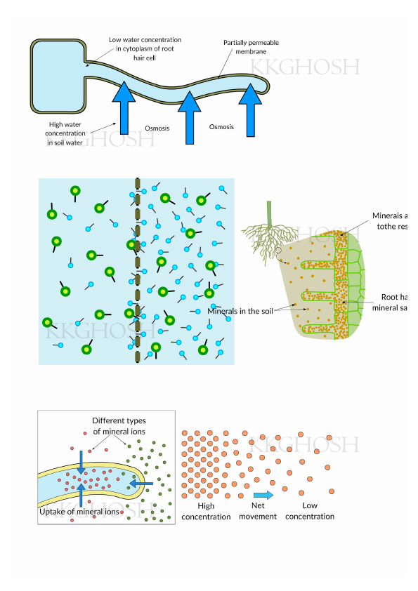 Line drawing with colour.pdf