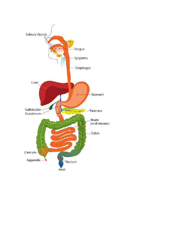 what you should know about Digestive system.pdf