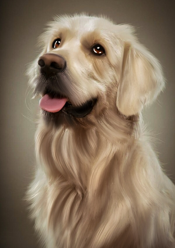 pet illustrations.pdf