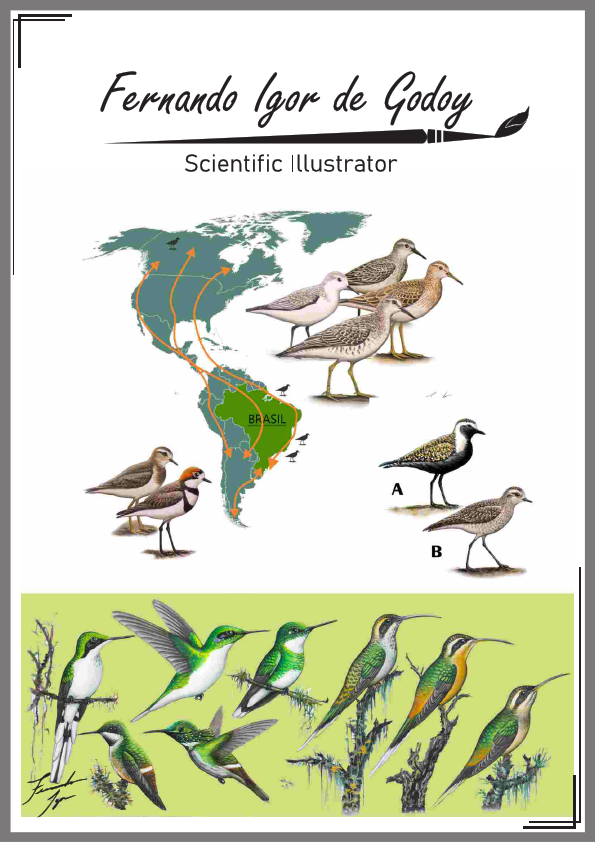 CATALOGO_ILUSTRACOES_divulgacao_resumido.pdf