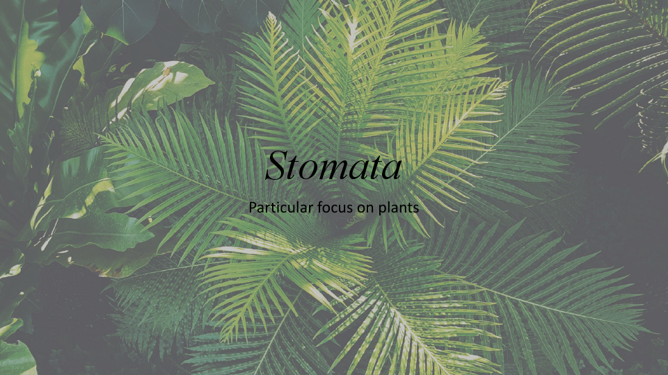 Stomata.pdf