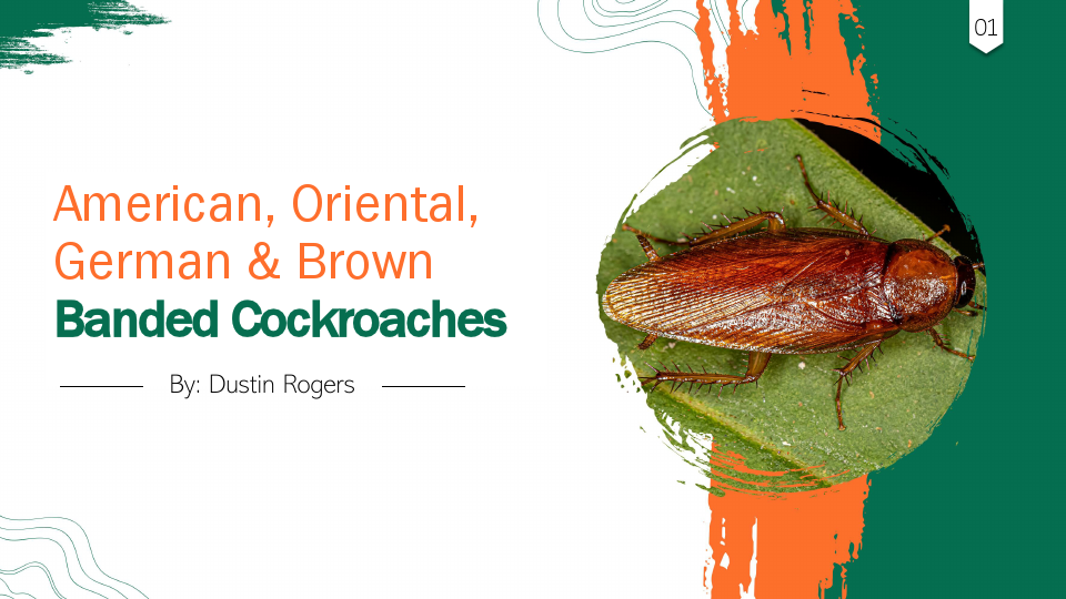 Cockroach  Sample pdf.pdf