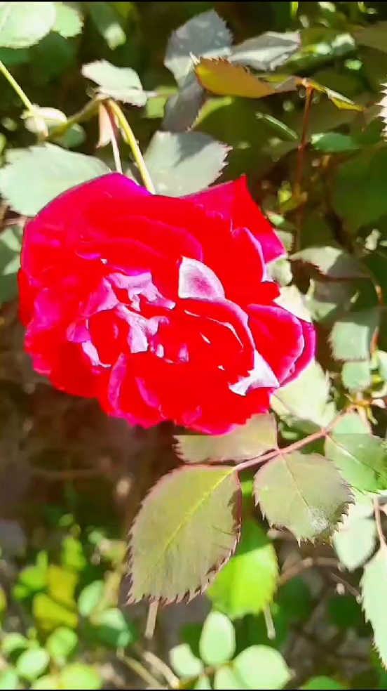 fiverr-video (1).pdf