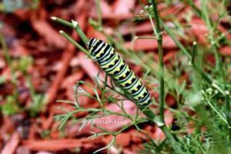 Wildlife \u0026 Insect Photography