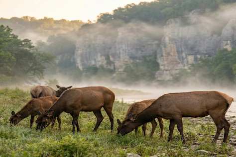 Educational Photorealistic AI Landscapes: Buffalo River Project