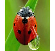 ladybug.1cea7bed.lrnb1zu1sw2.1cea7bed.mzhirzdx3se.1cea7c06.egqpbmyslf3.gif