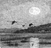 Swans over Alma Marsh, Wisconsin.jpg