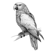 Digital Download _  Pencil drawing of a Parrot PNG File _ PSD file _ JPG file.jpg