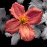 View Service Offered By Annie Alice Dojnikowska 