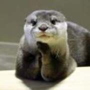 View Service Offered By ottertonediting 