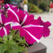 View Service Offered By Yiming Chen 