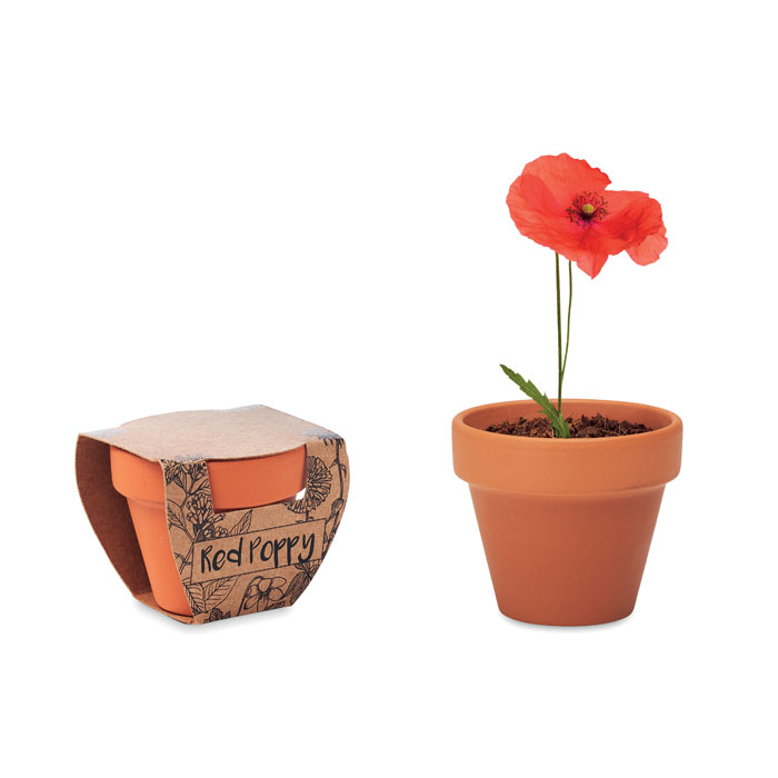 Red poppy