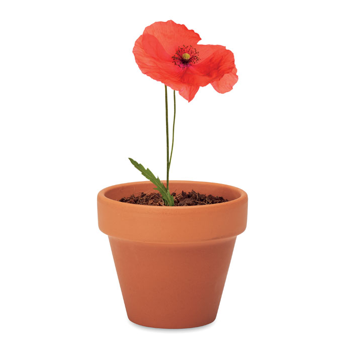 Red poppy