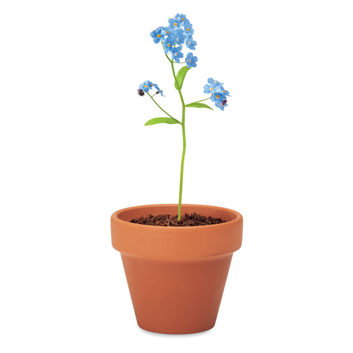 Forget me not