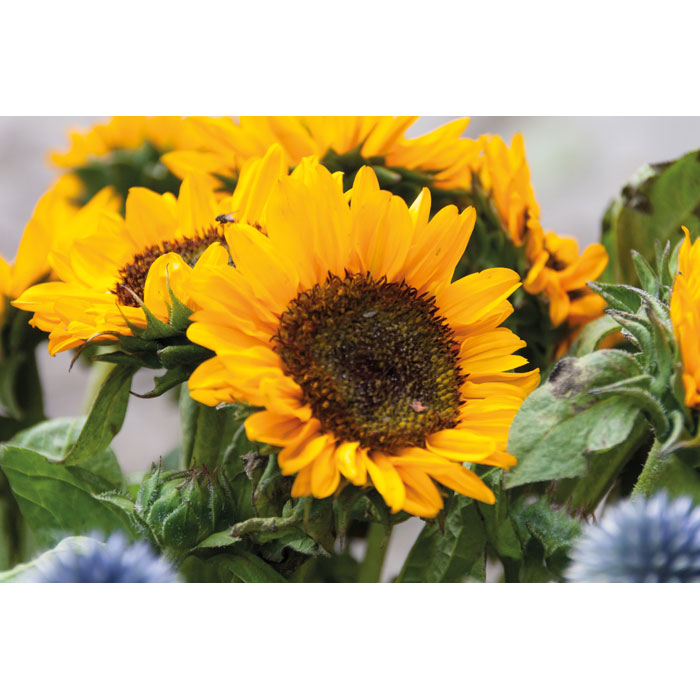 Girasol