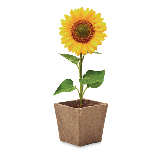 Sunflower kit