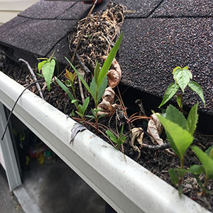 Gutter Cleaning | Gutter Guards Direct