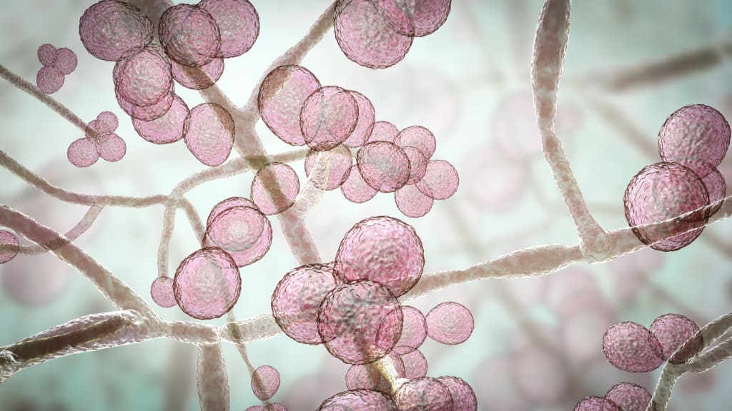 other microbes - candida