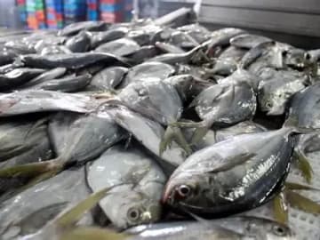 Imagen de pescados frescos