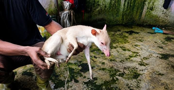 El antílope blanco de Bioko