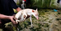 El antílope blanco de Bioko