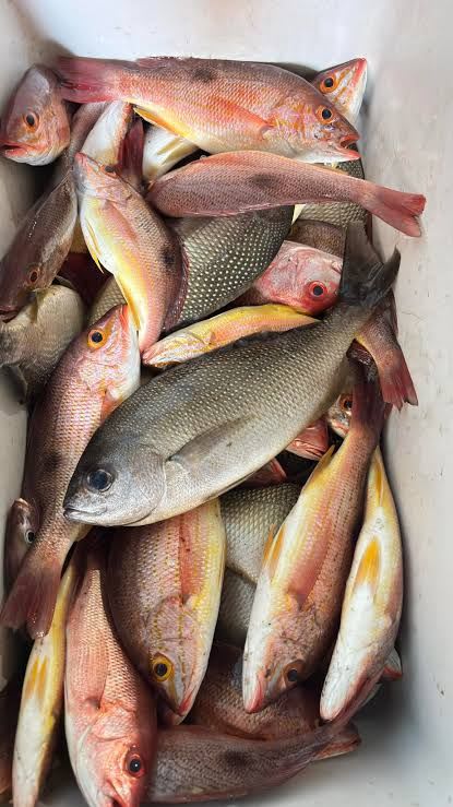 Pescado fresco