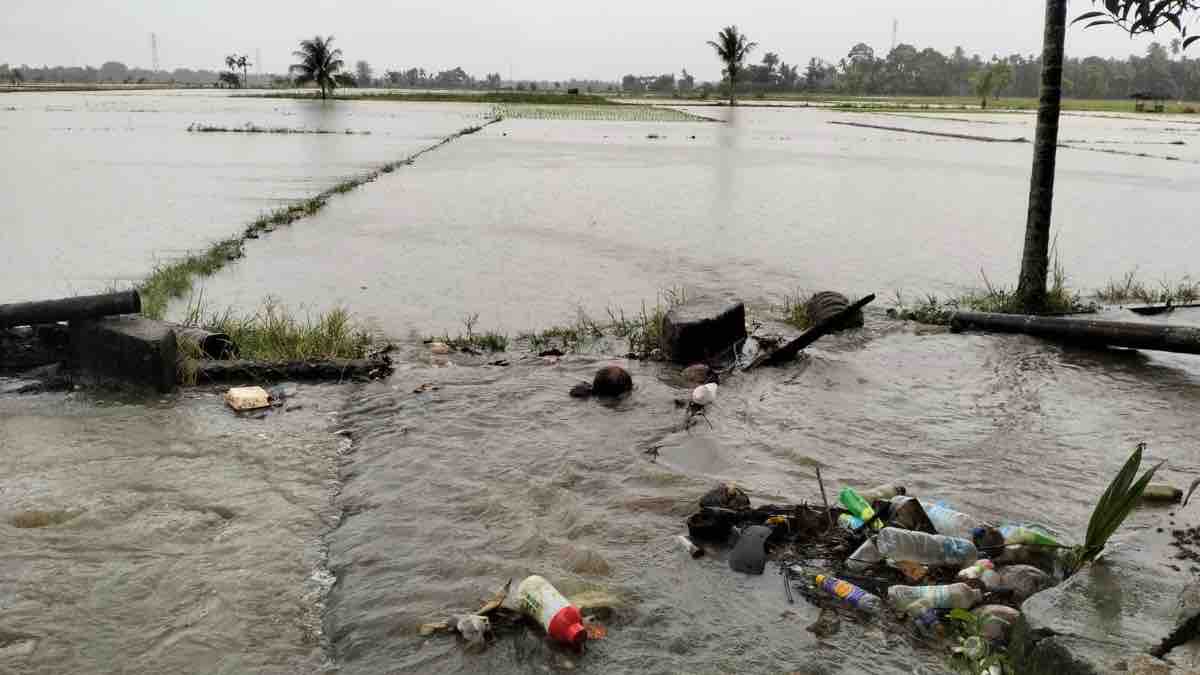 Irigasi Patah, 10 Hektare Sawah di Gampong Paya Manggeng Terendam
