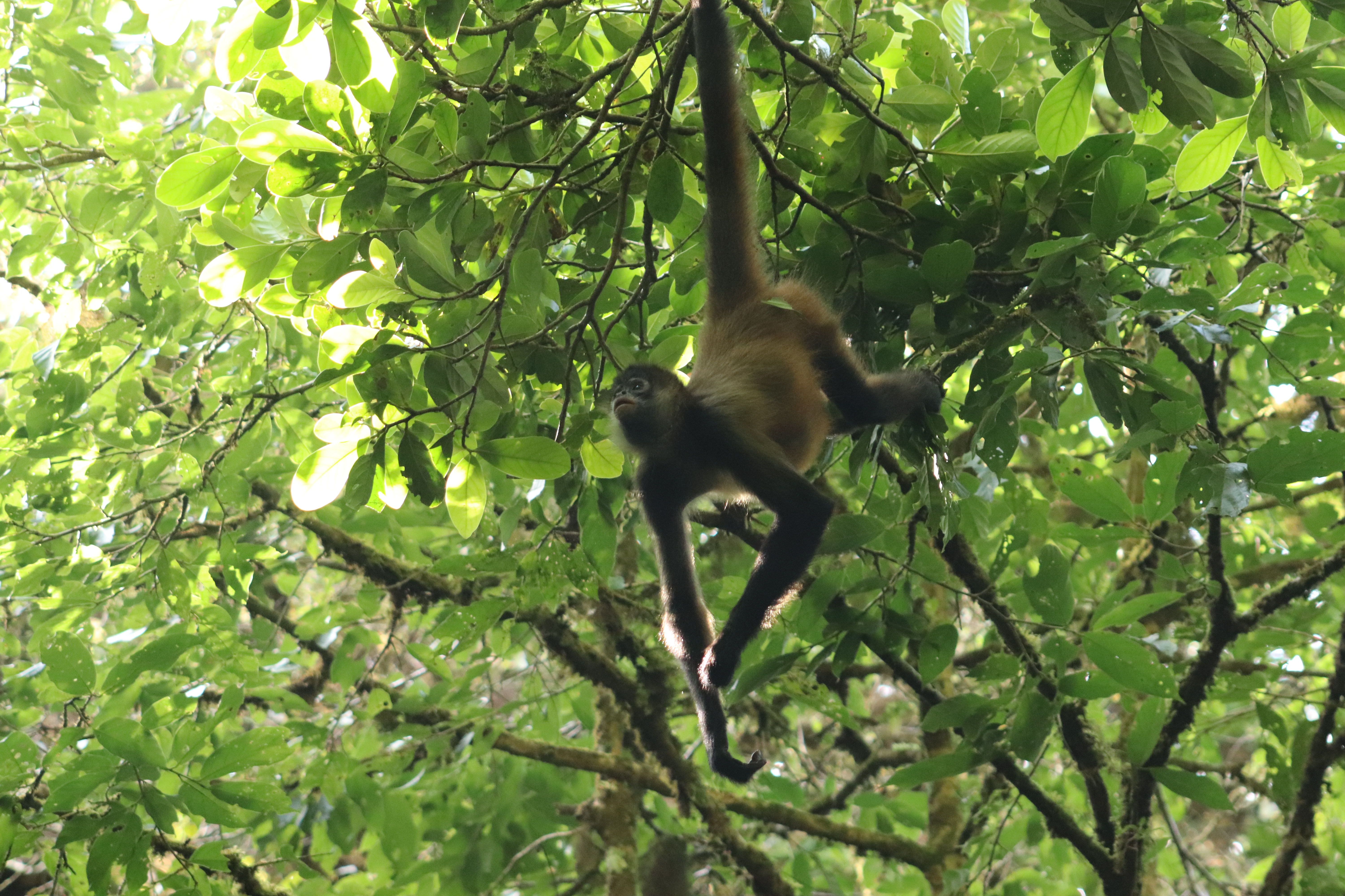 Visit a sloth and wildlife rescue centre
