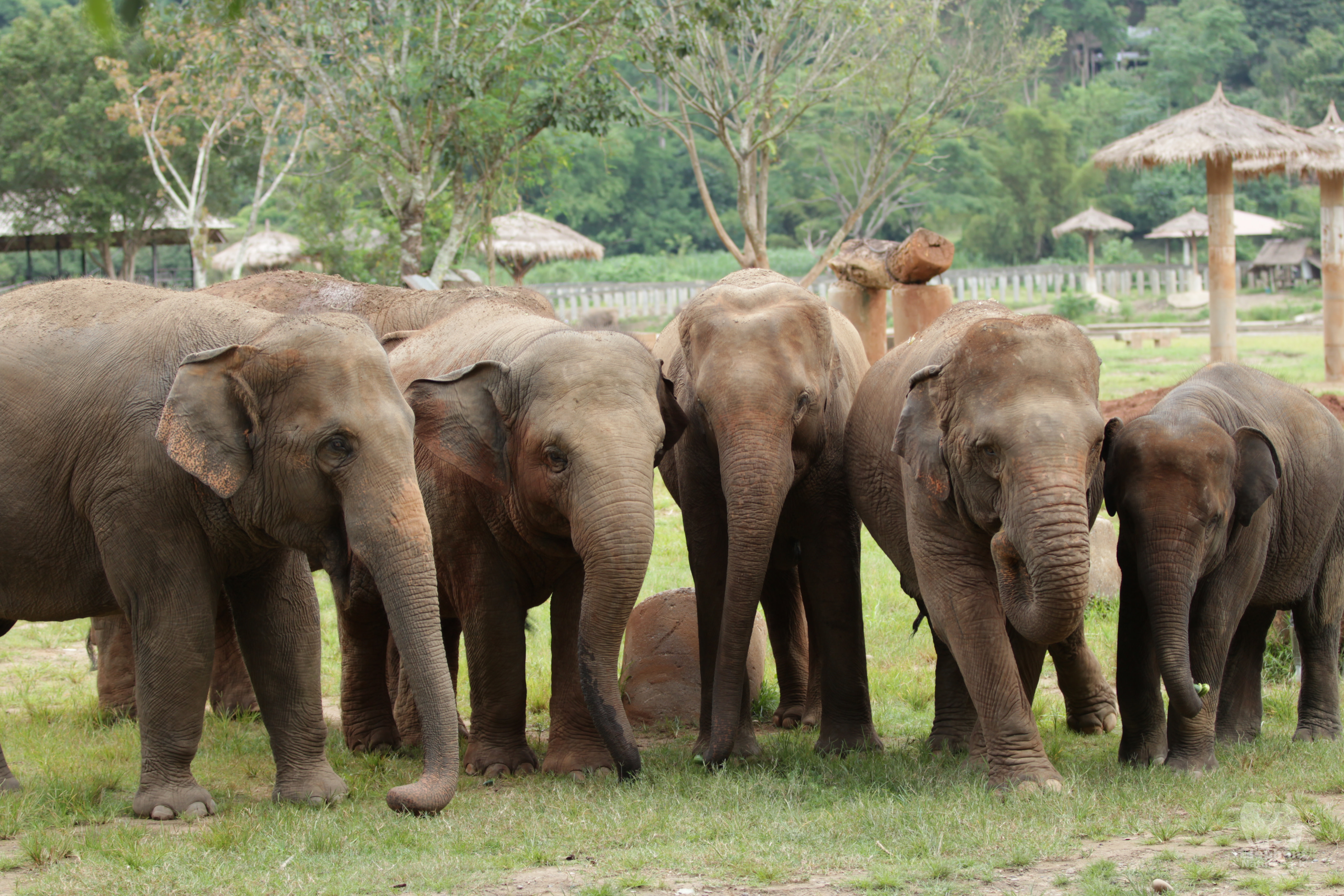 Visit an ethical elephant sanctuary