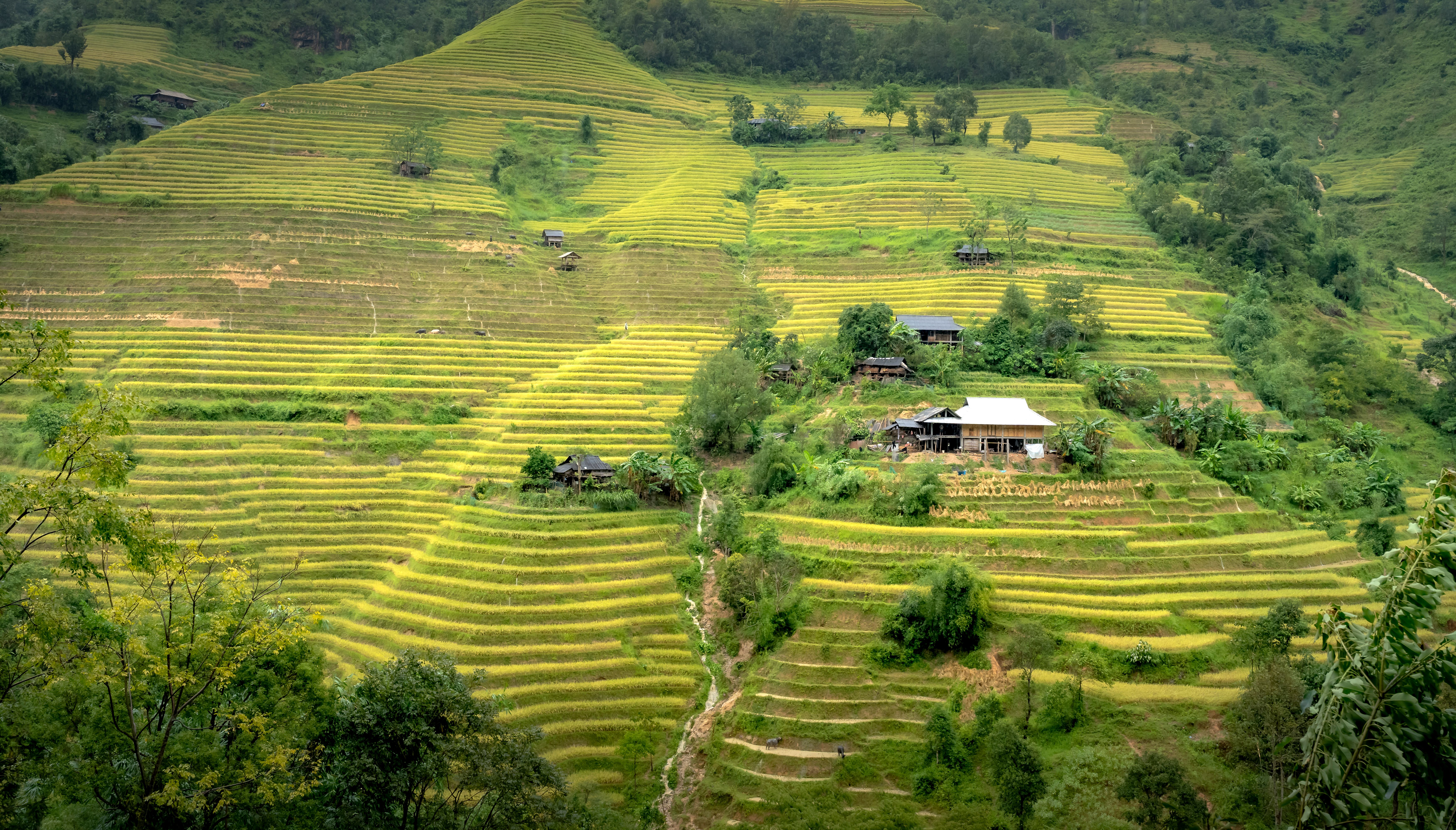 Wander through the spectacular rice terraces of Pu Luong Nature Reserve
