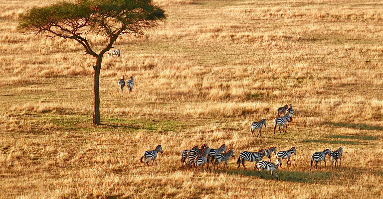 Tanzania