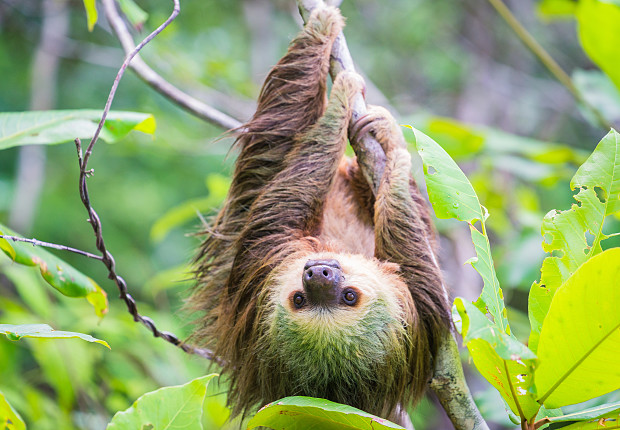 Volunteer in Costa Rica