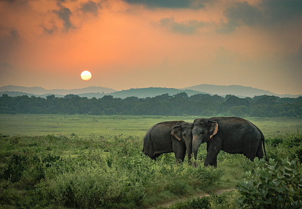 Volunteer in Sri Lanka