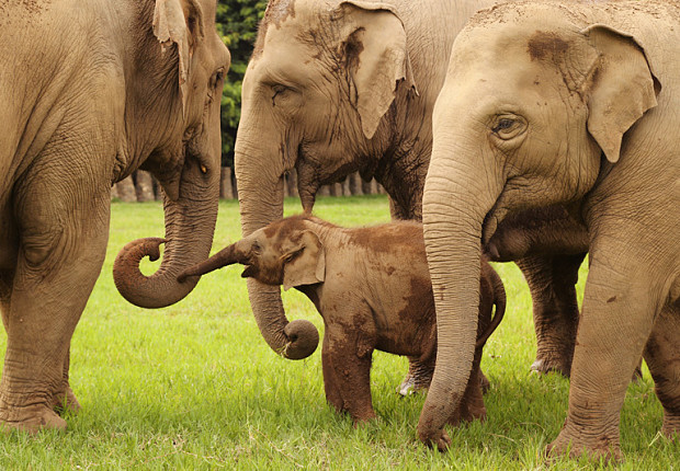 Volunteer in Thailand