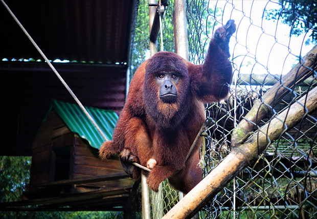 Volunteer in Peru