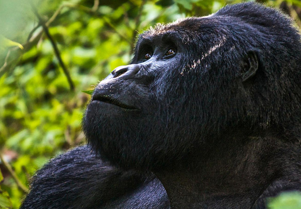 Tour in Uganda