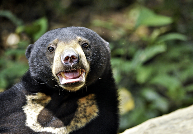 Volunteer in Borneo