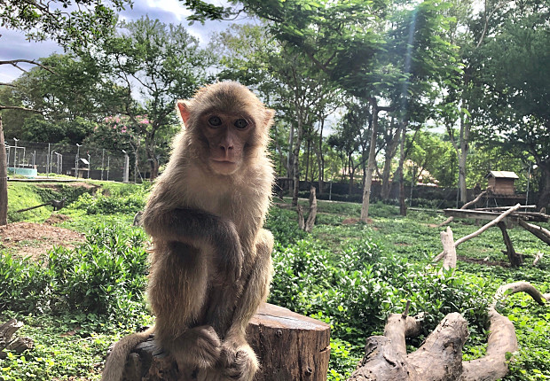 Volunteer in Laos