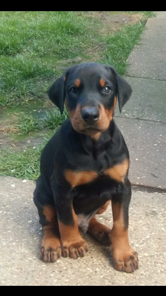 Maverick, Male European Doberman