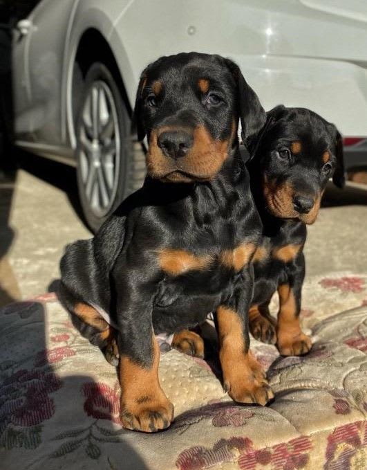 Athena, Female American Doberman