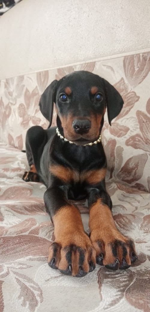 Nova, Female European Doberman
